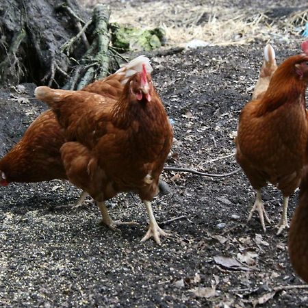 Ferienhof Wroge Wietzendorf Eksteriør bilde
